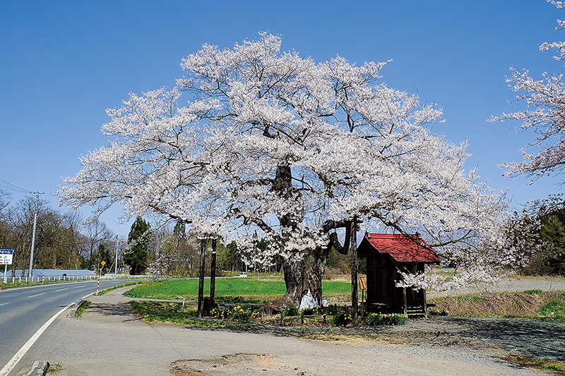 長山街道の弘法桜