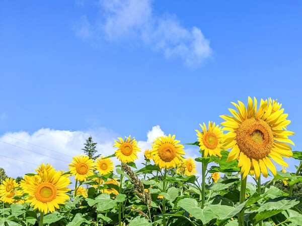 御所湖広域公園ファミリーランド】ひまわりが見ごろです！｜お知らせ