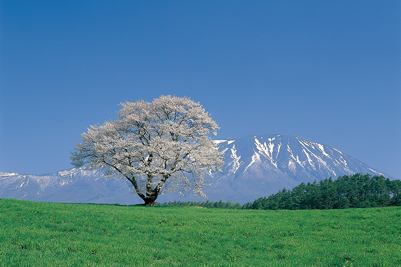 小岩井農場一本桜と岩手山