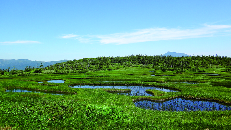 千沼ヶ原湿原